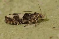 Epinotia demarniana