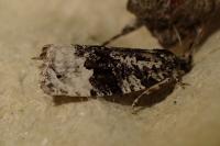 Apotomis turbidana