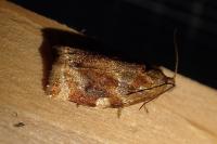Archips xylosteana