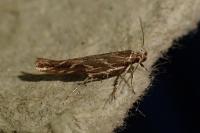 Pyroderces argyrogrammos