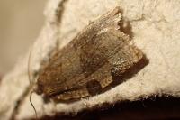 Choristoneura hebenstreitella