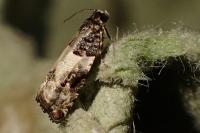 Gypsonoma sociana