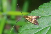 Nemophora degeerella