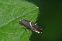 Glyphipterix forsterella