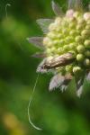 Nemophora