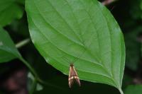 Nemophora degeerella