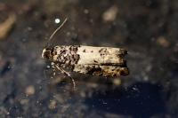 Gypsonoma sociana