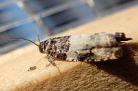 Gypsonoma sociana