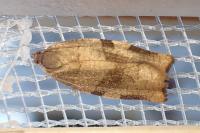 Choristoneura hebenstreitella