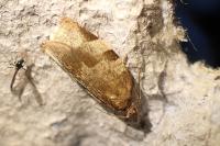 Choristoneura hebenstreitella