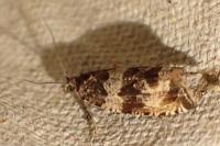 Celypha cespitana