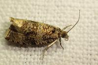 Celypha lacunana