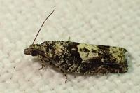 Epinotia immundana
