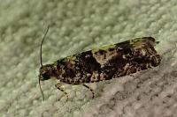 Epinotia immundana
