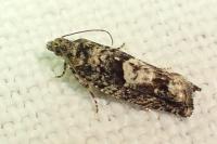 Epinotia immundana