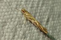 Pyroderces argyrogrammos