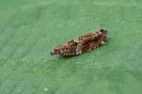 Epinotia abbreviana