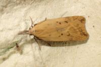Dichomeris limosella