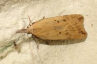 Dichomeris limosella