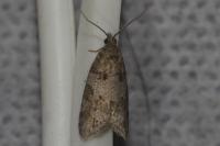 Cnephasia