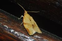 Clepsis consimilana