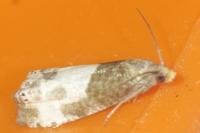 Notocelia cynosbatella