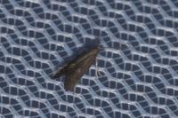 Tinagma ocnerostomella