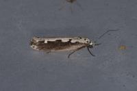 Ethmia bipunctella