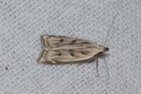 Dichomeris rasilella