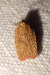 Agonopterix irrorata