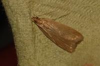 Helcystogramma rufescens