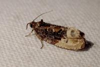 Hedya nubiferana