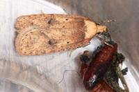 Agonopterix angelicella