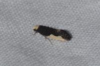 Monopis monachella