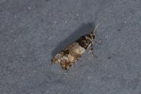 Epinotia thapsiana