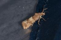 Lobesia indusiana