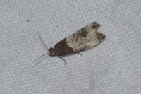 Notocelia roborana