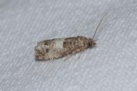 Notocelia trimaculana