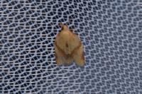 Clepsis consimilana
