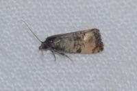 Cochylichroa atricapitana