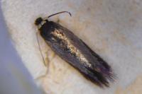 Stigmella samiatella