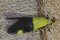 Oecophora bractella