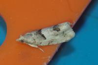 Epinotia bilunana