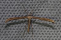 Emmelina monodactyla