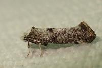 Paraswammerdamia albicapitella