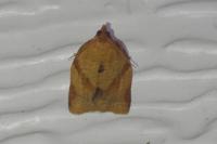 Clepsis consimilana