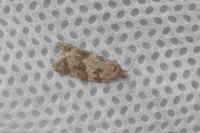 Cnephasia