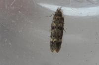 Bryotropha basaltinella