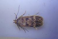 Bryotropha basaltinella