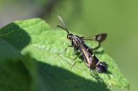 Synanthedon tipuliformis